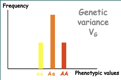 Genotypic variance