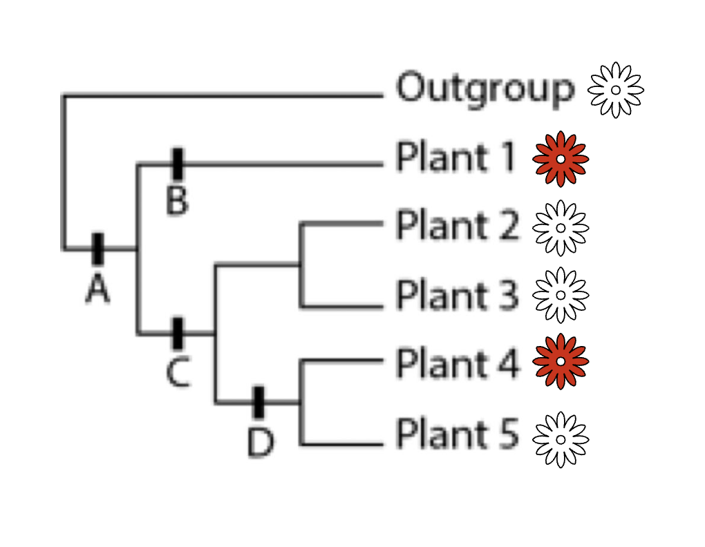 <p>the process whereby distantly related organisms independently evolve similar traits to adapt to similar necessities.</p>