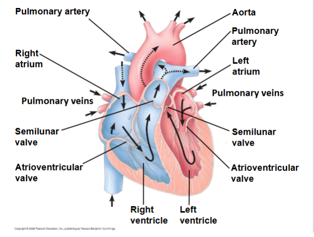 <p>Path of blood through the heart</p>