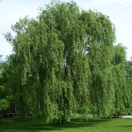 <p>Willows</p>