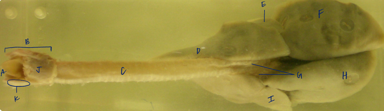 <p>B</p><p>(cat larynx/trachea/lungs, dorsal)</p>