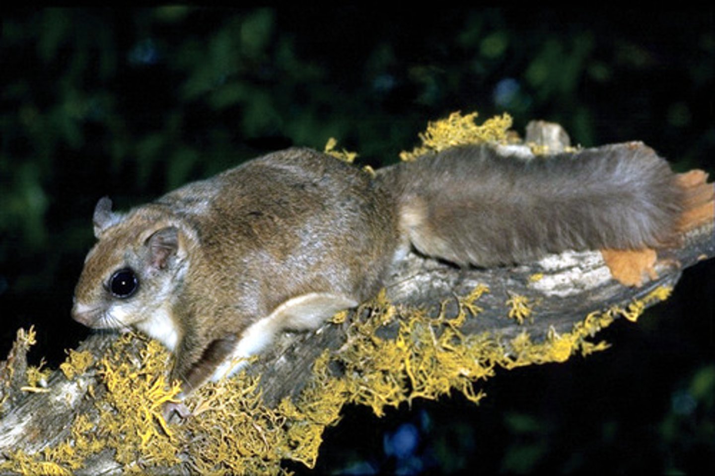 <p>Northern flying squirrel</p>