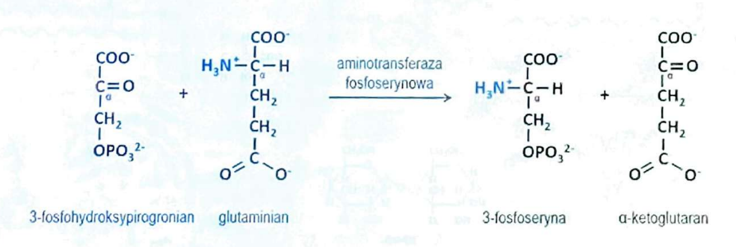 <p>(Transferazy)</p><p>Przenosi grupy aminowe; kluczowa w metabolizmie aminokwasów </p>