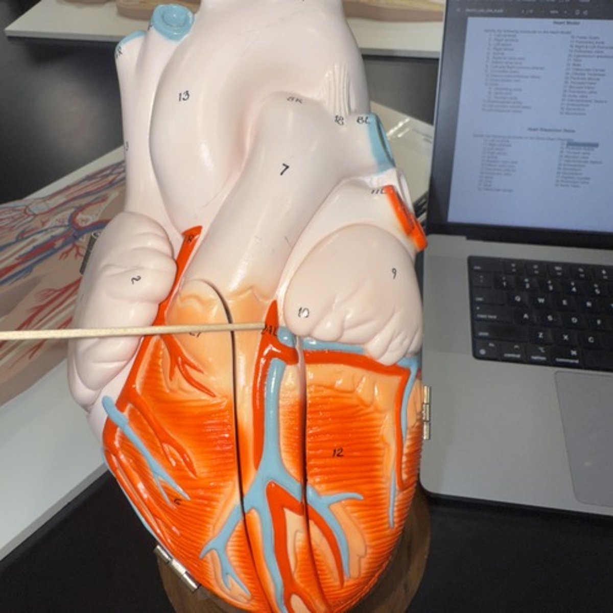 <p>Identify the structure.</p>