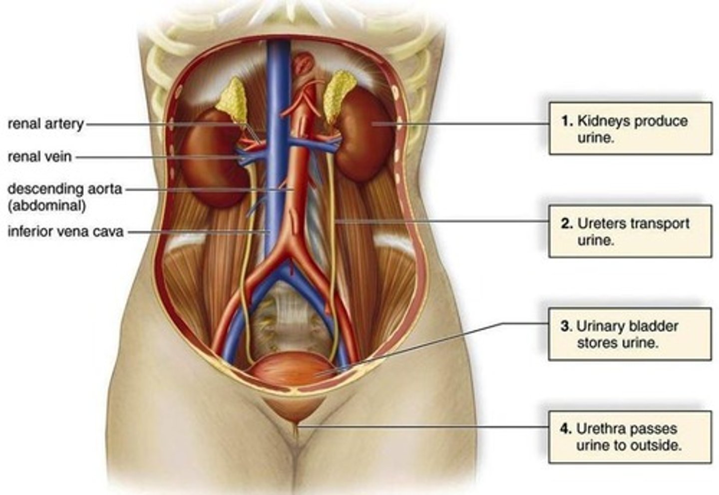 <p>Tubes that carry urine from the kidneys to the bladder.</p>