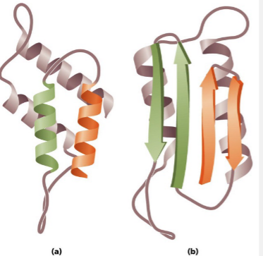 <p>Prion proteins; What forms are A &amp; B in?</p>