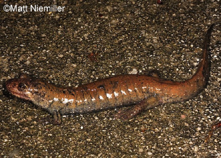 <p>A medium-sized salamander (2.5 to 4.0 inches in length) with greenish-brown dorsum. Some specimens have a subdued pattern while others have small red spots enclosed by dark borders. A light yellow wash on the belly and under limbs and tail. Also, has a yellow line from the eye to the angle of the jaw. Tails are moderately keeled.</p>