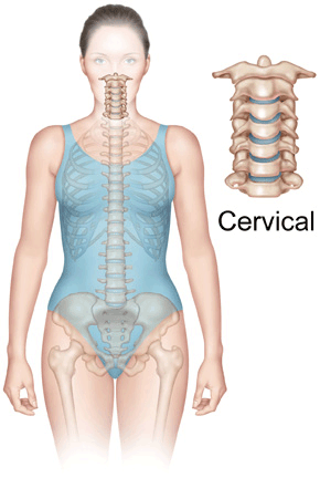 <p>the seven bones (C1-C7) that make up the neck region of the spine, starting below the skull and supporting the head and allowing neck motion</p>