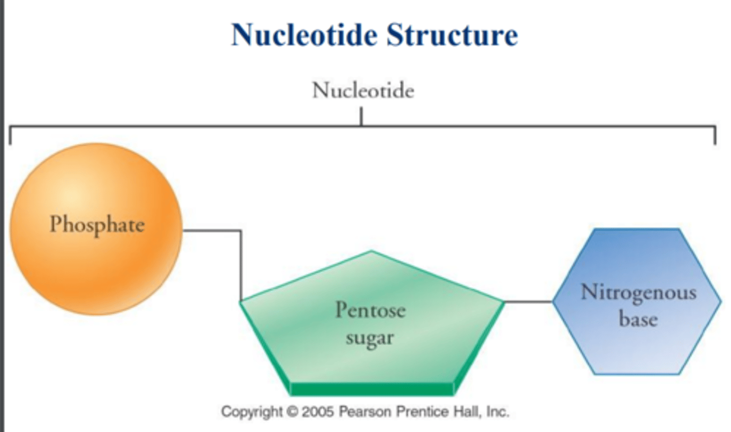<p>A phosphate, 5 carbon sugar, and nitrogenous base.</p>