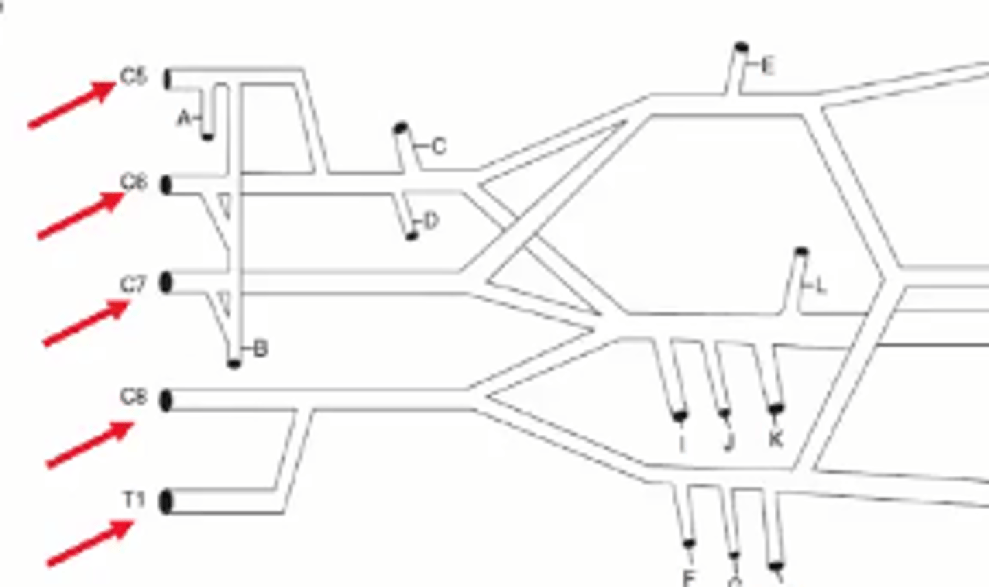 <p>ventral rami</p><p>C5, C6, C7, C8 and T1</p>