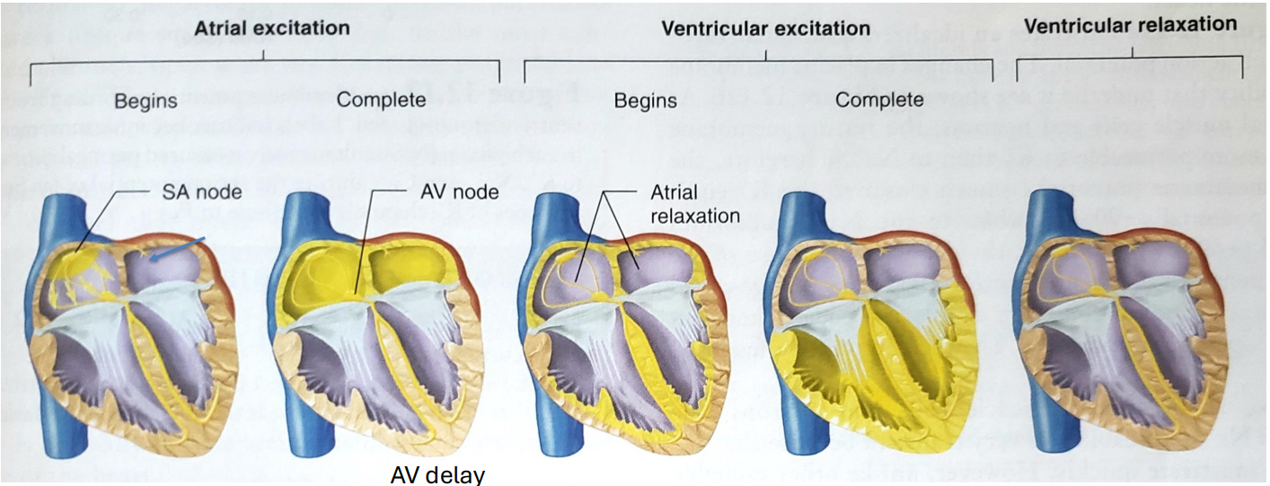<p>During atrial excitation</p><ul><li><p>travels from SA node to AV node through internodal pathways. This moves the signal from the right to the left atrium.</p></li></ul><p>During ventricular excitation</p><ul><li><p>signal travels doen intraventricular septum, then fills whole ventricle. As the ventricle depolarizes, the atriums repolarize starting from the SA node, and by the time the whole ventricle is depolarized, the whole atriums are normal again.</p></li></ul><p></p>