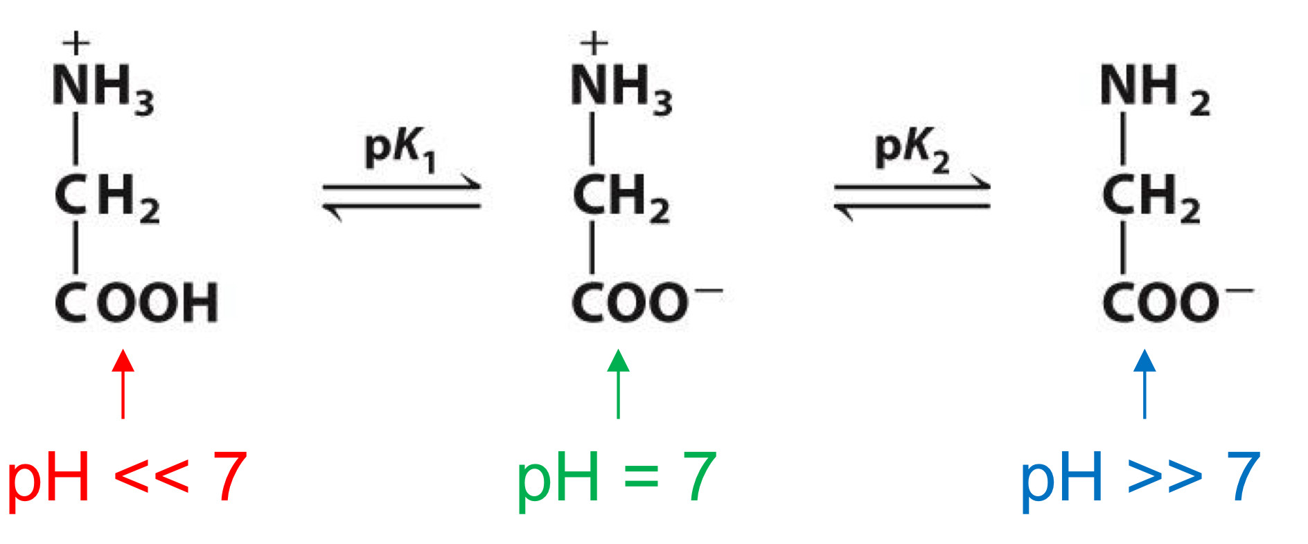 <p>Titration curve</p>