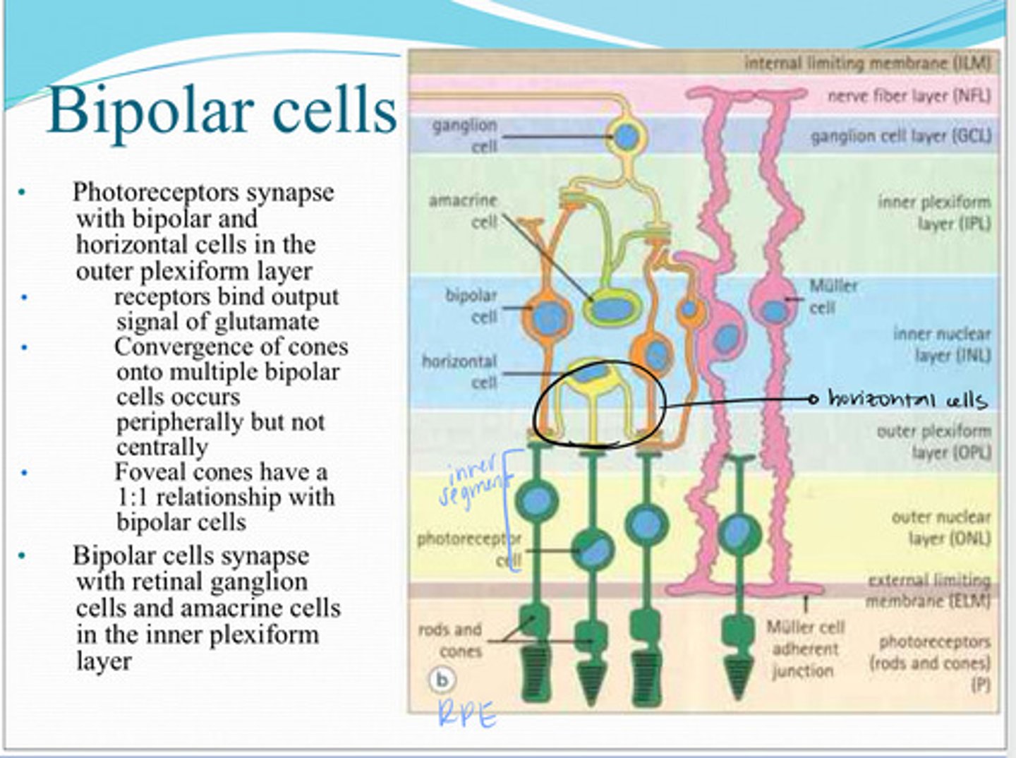 <p>Foveal cons have a ______ relationship with bipolar cells</p>