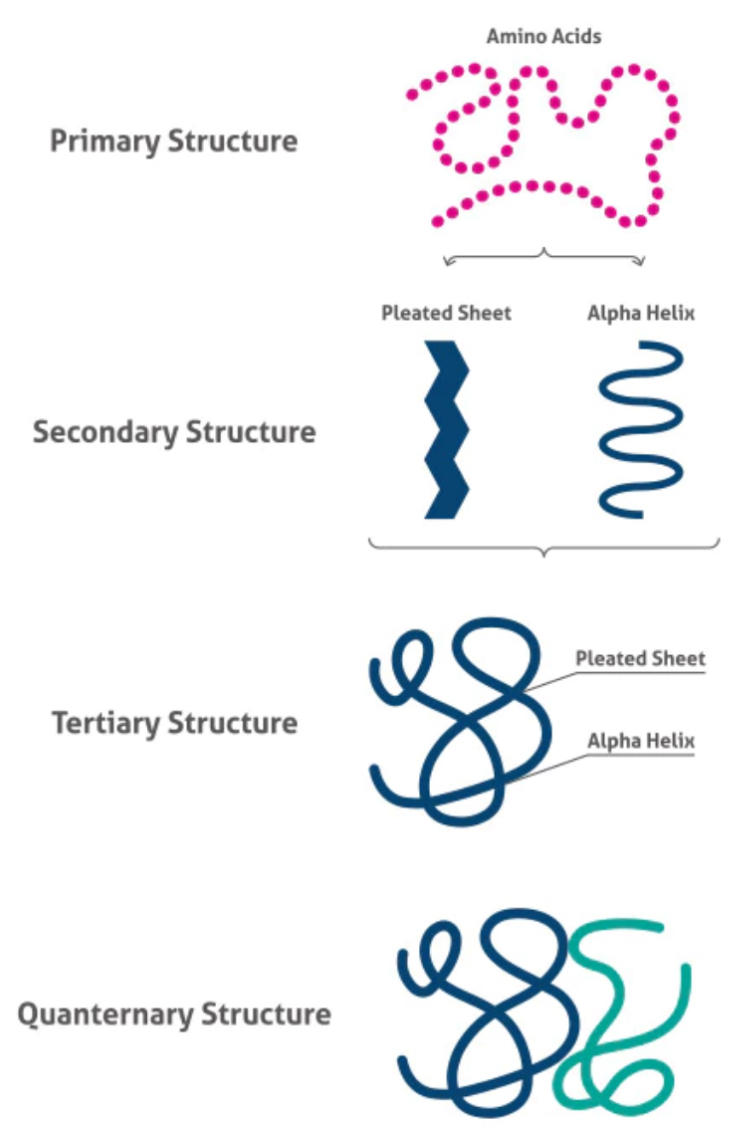 <p>Primary- the sequence of amino acids in the polypeptide chain</p><p>Secondary- how hydrogen bonds between amine groups and carboxyl groups cause the chain to fold into a beta pleated sheet or coil into an alpha helix</p><p>Tertiary- hydrophilic/phobic interactions, hydrogen bonds, ionic bonds and disulphide bonds hold the R groups together into a complicated shape</p><p>Quaternary- multiple polypeptide chains (subunits) joined together, eg. in haemoglobin</p>