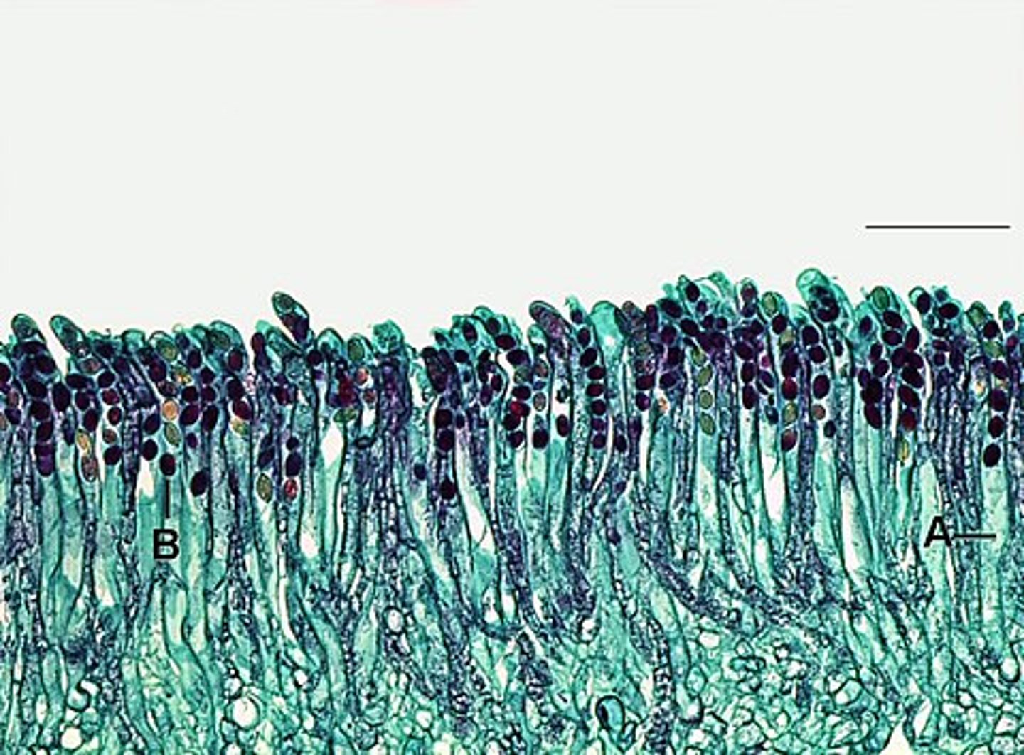 <p>część płodna</p>