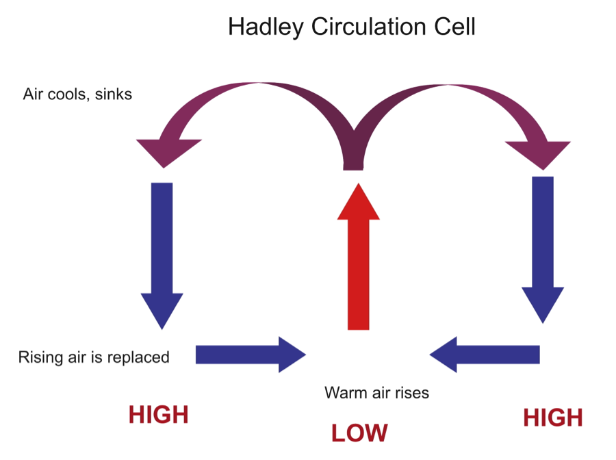 <p>1) warm water evaporates and moves upwards because of its density</p><p>2)it undergoes adiabatic cooling and when it moves up it loses energy and slows down to condense which then forms clouds and eventually it rains</p><p>3) precipitation/condensation releases energy which results in latent heat release, an exothermic reaction</p><p>4) the now cold and dry air moves north and south</p><p>5) as the air gets closer to the earth, adiabatic heating occurs because of increases in pressure and the air warms again</p><p>because of this 30 degrees is usually dry hot air</p>