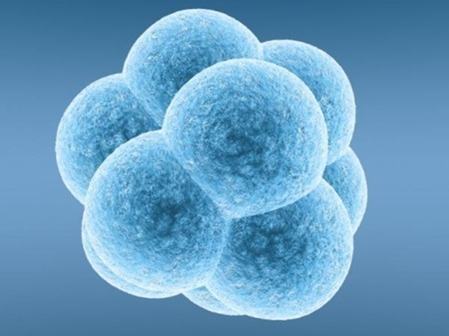<p>-found in early human embryos</p><p>-can differentiate into any type of specialised cell in the body</p>