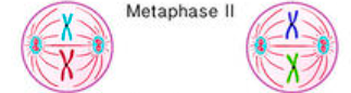 <ul><li><p>sister chromatids line up at the metaphase plate (no longer identical due to crossing-over)</p></li><li><p>microtubules attach to the kinetochores</p></li></ul><p></p>