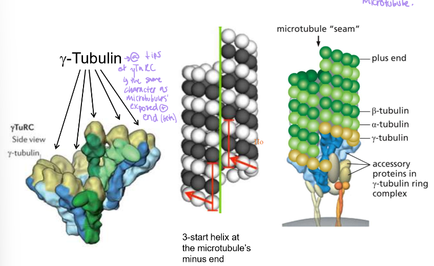 <p>They essentially serve as a template. Their shape an exposed plus end that tubulin would nucleate and stack on</p>