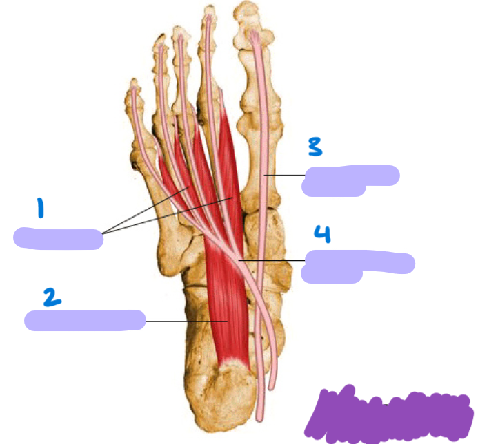 <p>identify these muscles and tendons</p>