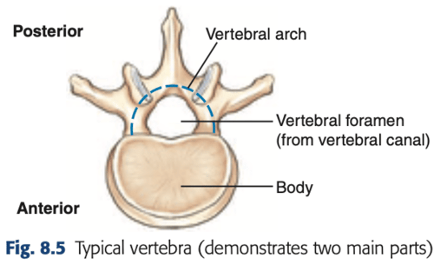 <p>The thick, weight-bearing anterior part</p>