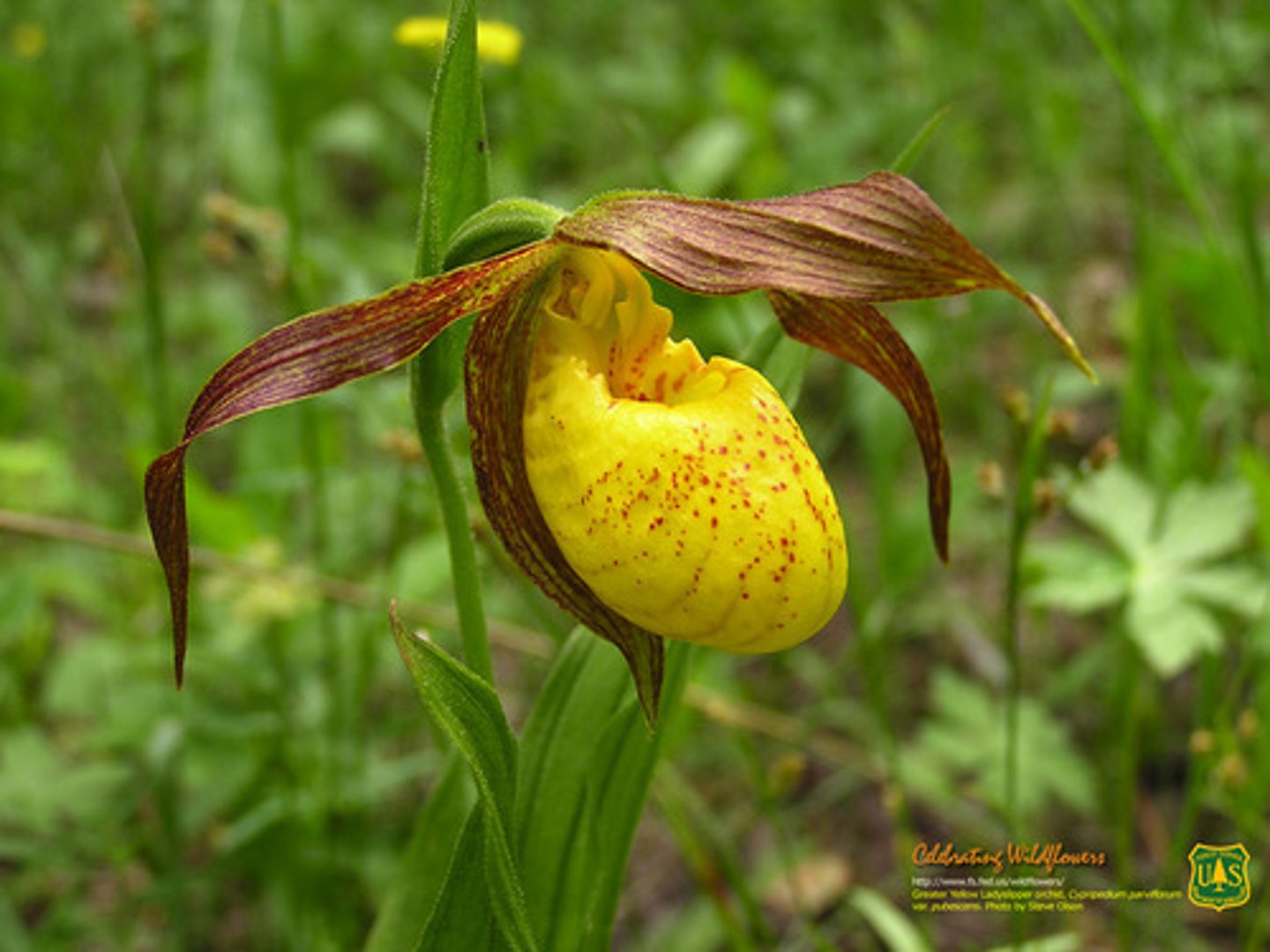 <p>What is this? Monocot or eudicot?</p><p>(this should be pink)</p>