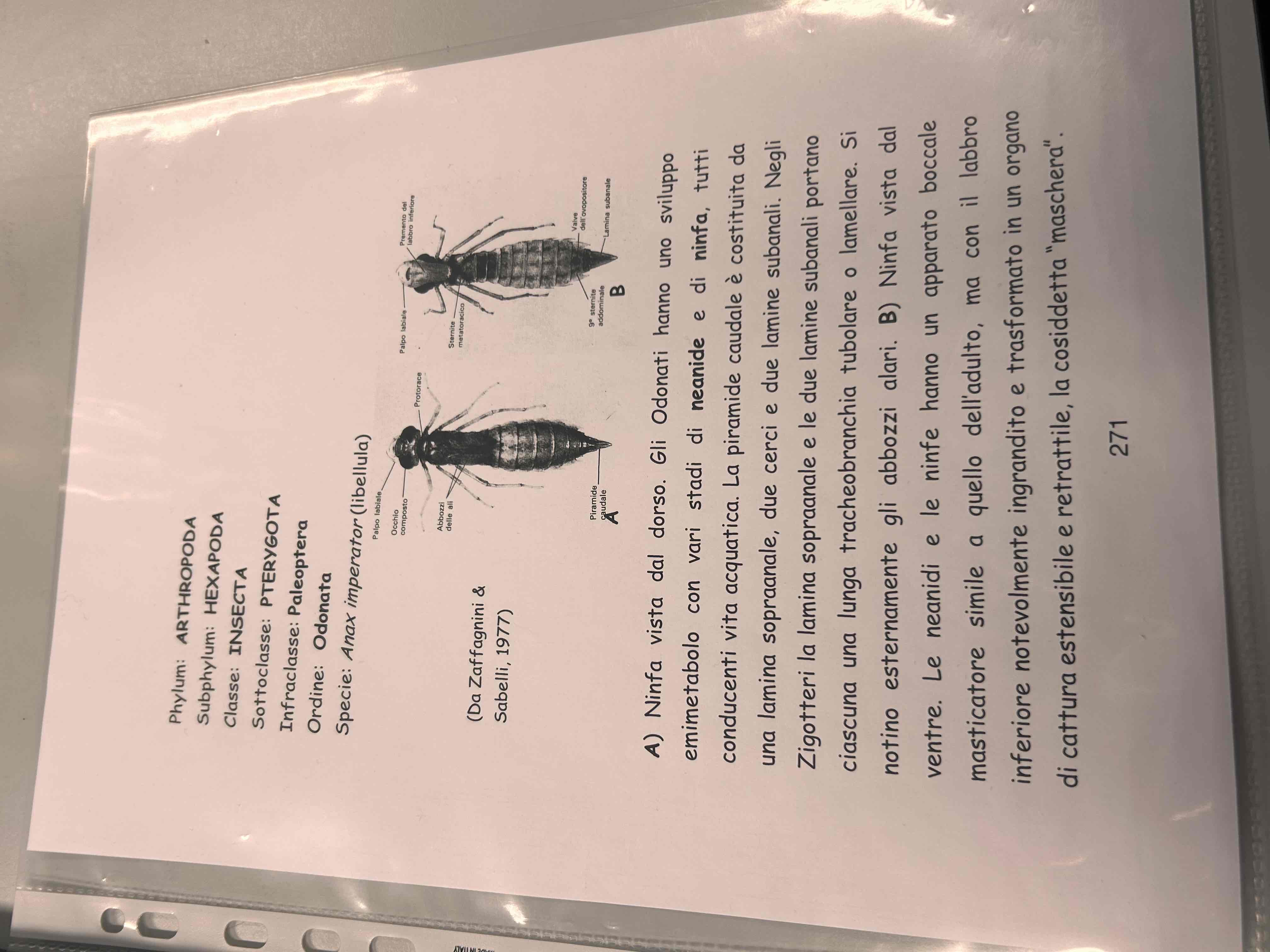 <p>Artropodi</p><p>Esapodi</p><p>Insetti</p><p>Pterygota</p><p>Parlotteri</p><p>Odonata</p><p>Anax imperator</p>