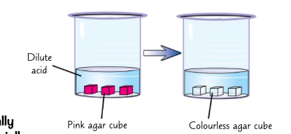 <ol><li><p>make some agar jelly with phenolphthalein and dilute sodium hydroxide. this will make the jelly pink</p></li><li><p>put some dilute hydrochloric acid in a beaker. cut out a few cubes from the jelly and put the, in the beaker of acid</p></li><li><p>cubes will eventually turn colourless as the acid diffuses in agar jelly and neutralises sodium hydroxide</p></li></ol>