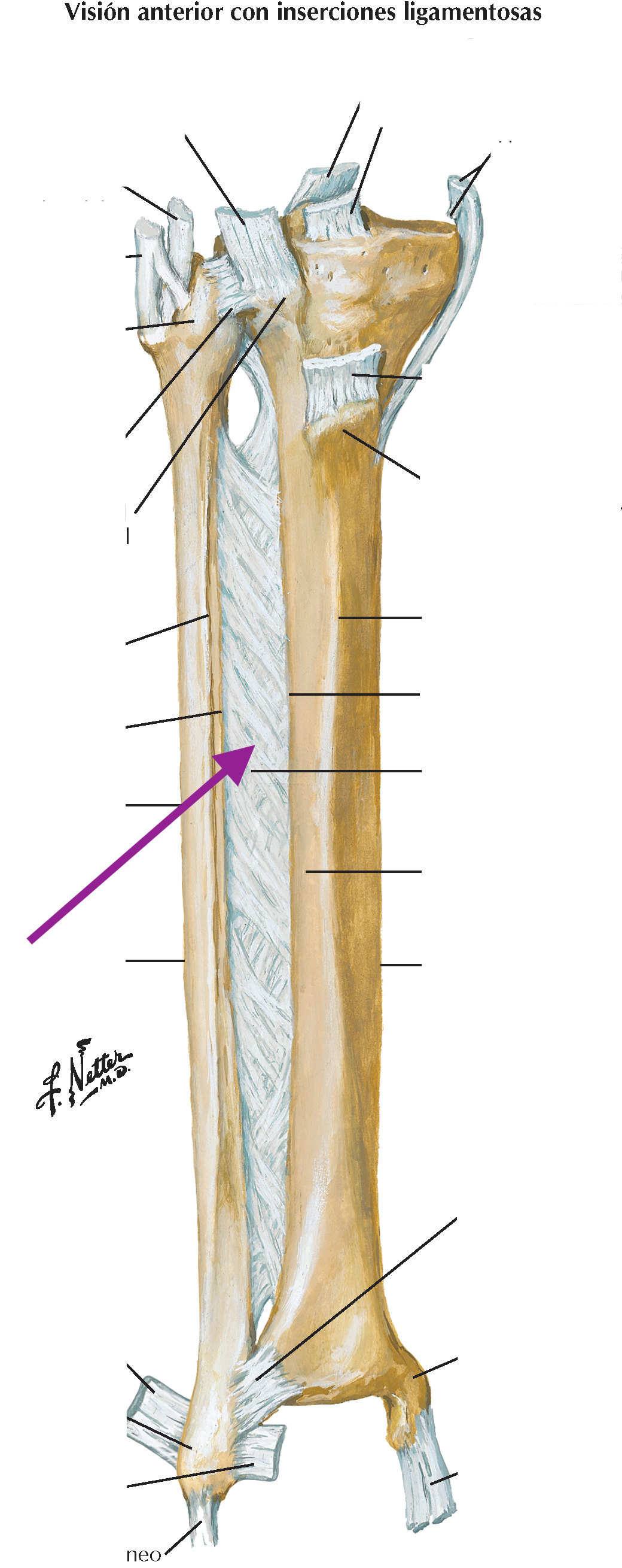 <p>Conecta la tibia y la fíbula, esta compuesta por potentes fibras oblicuas que descienden de la tibia a la fíbula</p>