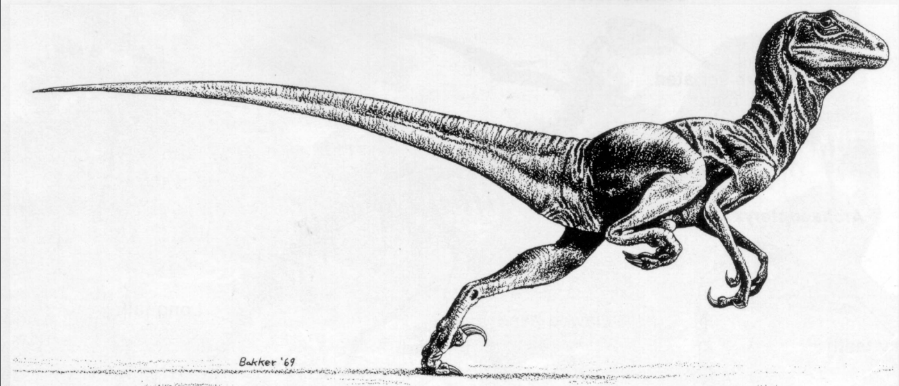 <p>Theropod Saurischian dinosaur</p>