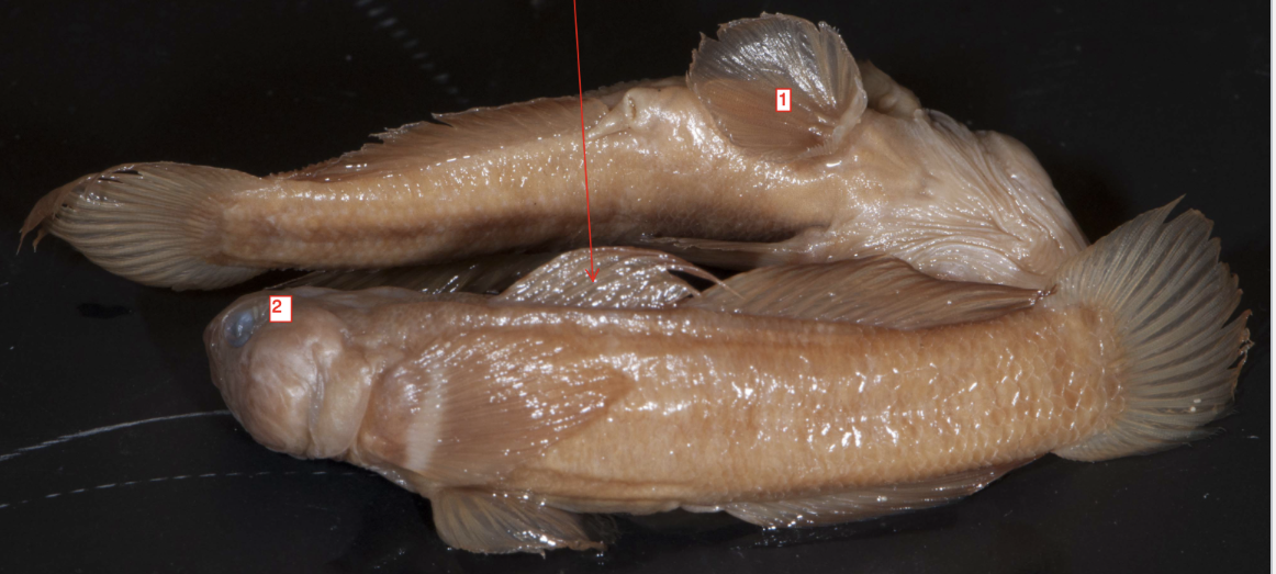 <p>!</p><p>phylum</p><p>subphylum</p><p>superclass</p><p>class</p><p>subclass</p><p>infraclass</p><p>order</p>
