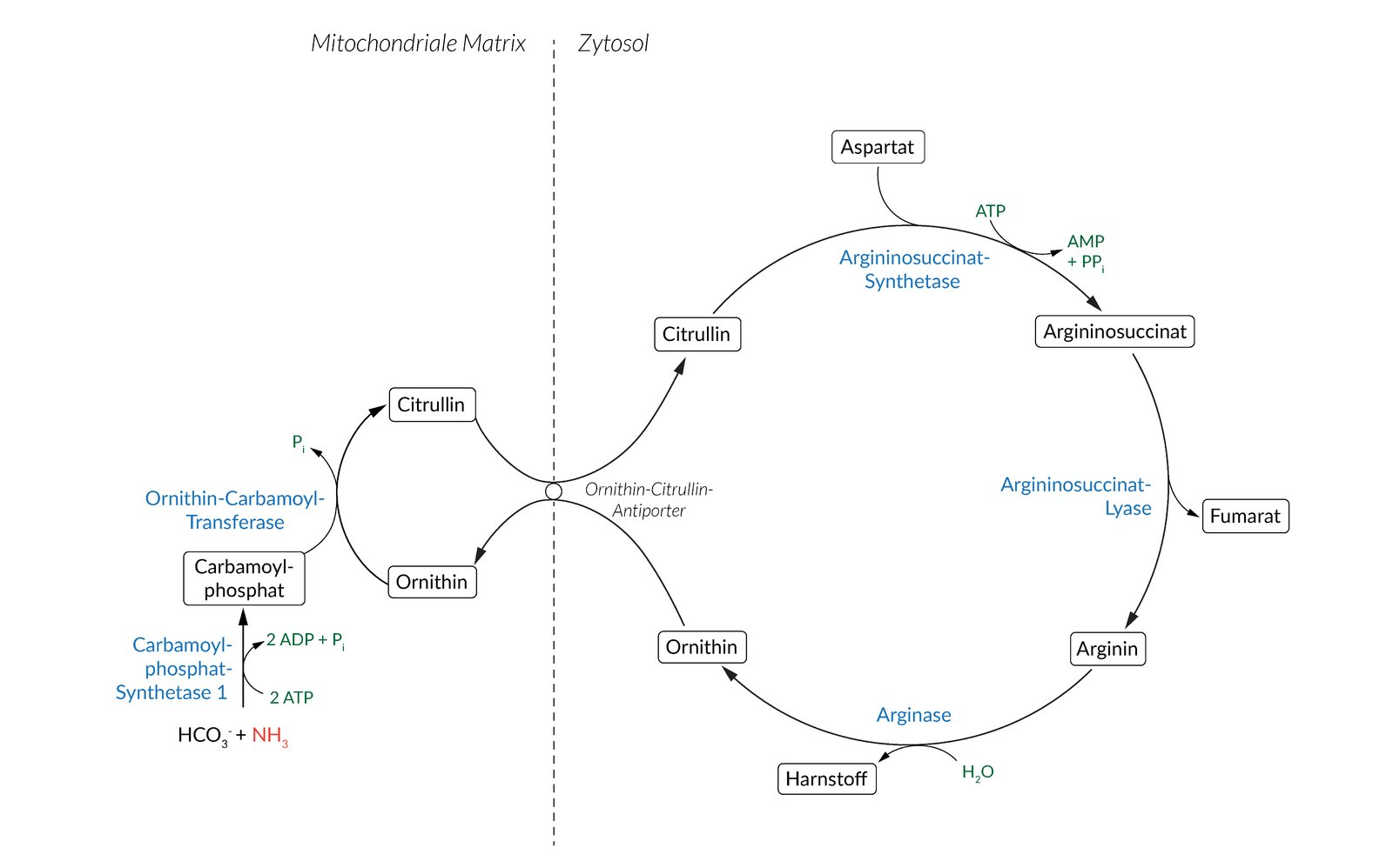 <p>A. Carbamoyl phosphate synthetase I</p>