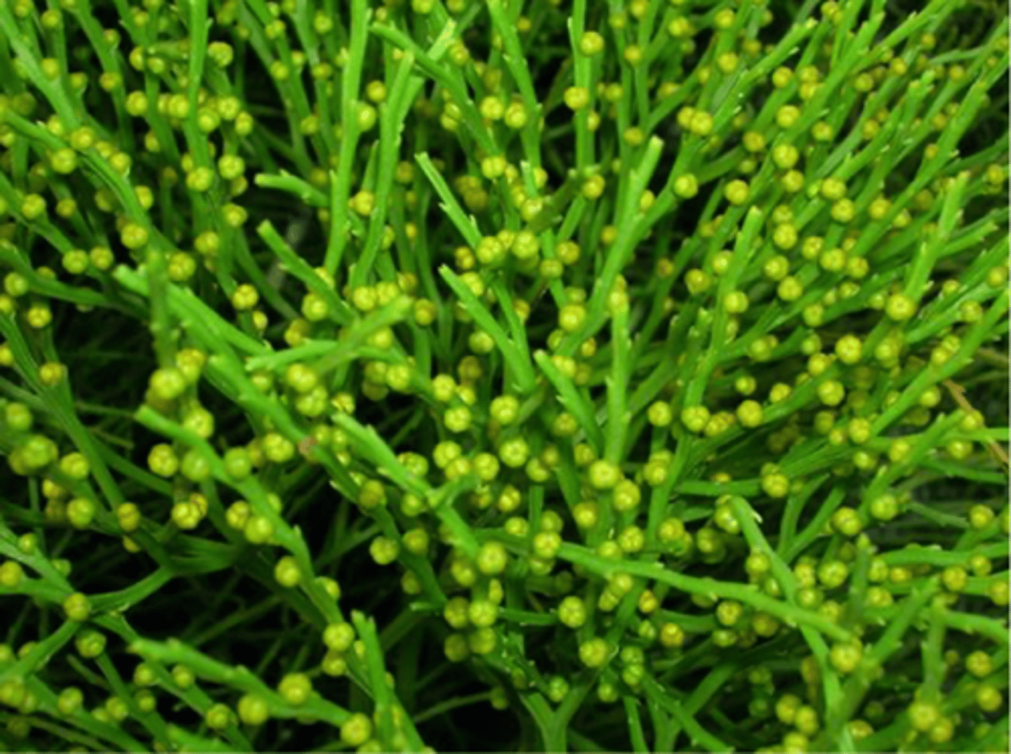 <p>photosynthetic stems with knob shaped sporangia, lacks roots and leaves</p>