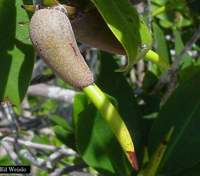 <p>recruitment success is very low, mangroves produce high numbers of propagules<br>viviparous - young stay attached to their parents until they are large enough to survive the journey across the sea<br>propagules are positively buoyant which enables exchange of genetic information between forests so mangroves must settle in low energy sites<br>a spear-shape facilitates settlement in fine sediment</p>