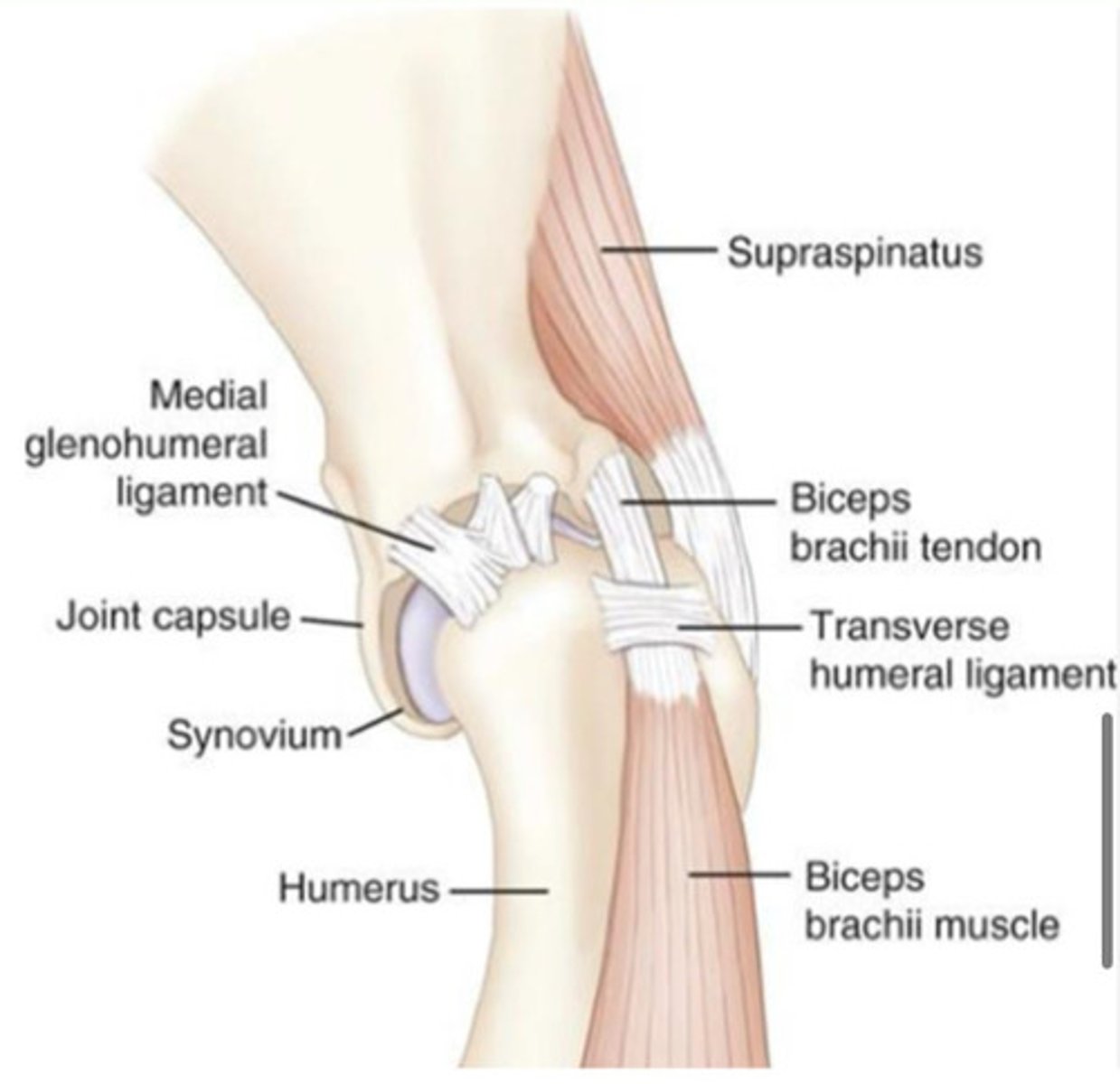 <p>Biceps tenosynovitis is an umbrella term for...?</p><p>Cause?</p>