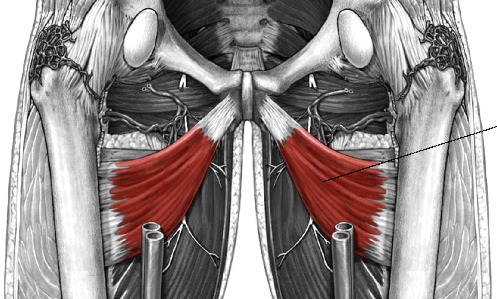 <p>Which muscle of the femur is:</p><ul><li><p>Inferior to pectineus, superior to adductor longus</p></li><li><p>Action: adducts hip</p></li><li><p>Nerve: <span style="color: yellow;">obturator</span></p></li></ul><p></p>