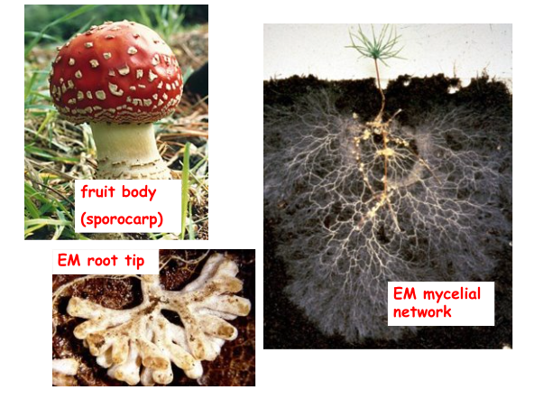 <ul><li><p><span>Bits near top of soil allow roots to grow far.​</span></p></li><li><p><span>Biomass of fungus is as much as entire plant (underneath bit on right).​</span></p></li><li><p><span>Photosynthetic activity of pine seedling fuels fungal biomass.​</span></p></li><li><p><span>Root tips depends on fungal species.​</span></p></li><li><p><span>Fungus coverts tips of roots.</span></p></li></ul>