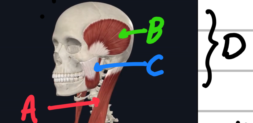 <p>Name these head/neck muscles. </p>
