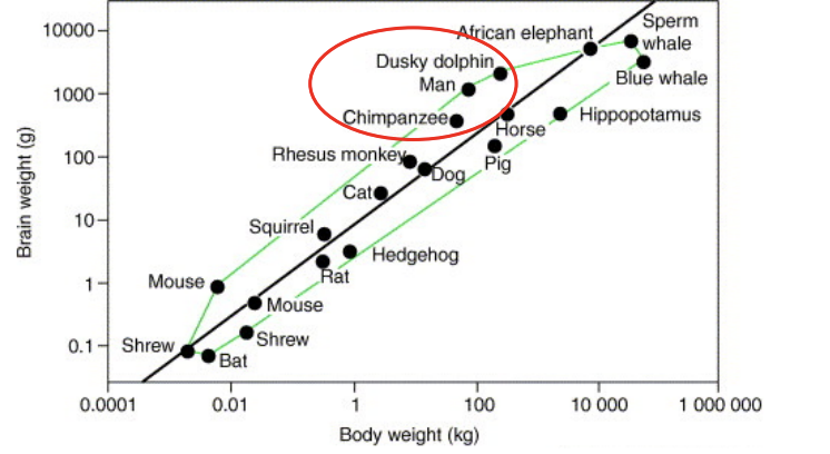 <p>relative brain size graph</p>