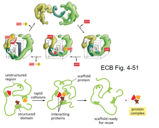 <p>conformational changes</p><ul><li><p>perform job</p></li><li><p>often need ATP</p></li></ul><p>.</p><p>scaffold proteins</p><ul><li><p>binds proteins together</p></li></ul><p></p>