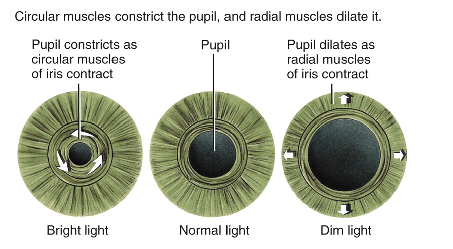 <p><span>autonomic reflex that constricts the pupil in response to light adjusting the amount of light that reaches the retina </span></p><p></p><p><span>works as a CN test for the oculomotor nerve </span></p>