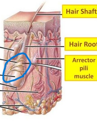 <p>Root hair plexus</p>
