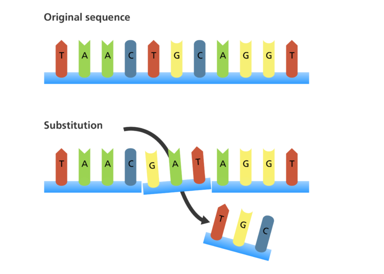 <p>A mutation where a <strong>single </strong>nucleotide is <span style="color: red">swapped </span>for <strong>another </strong>in the original gene sequence</p><p><strong>Missense: </strong>base substituted codes for a different amino acid, a different amino acid is made</p><p><strong>Silent: </strong>base substituted still codes for the same amino acid, no effect </p><p><strong>Nonsense: </strong>base substituted produces a stop codon, protein can no longer be made</p>