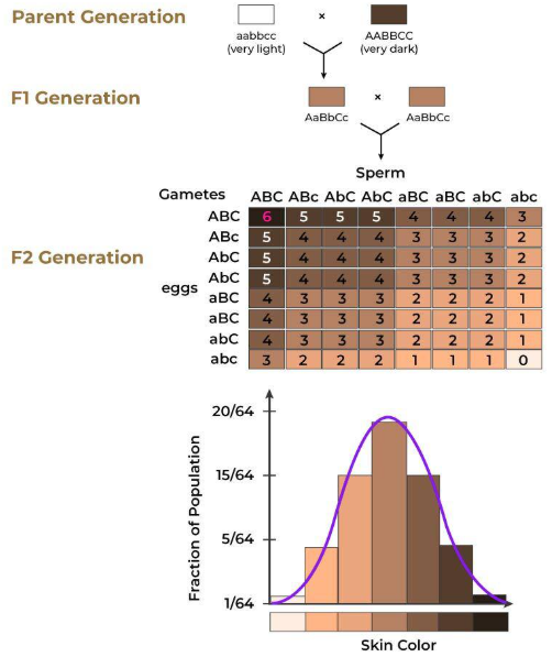 <p>the effect of two or more genes acting on a single phenotype</p><p>ex. height, human skin color</p>