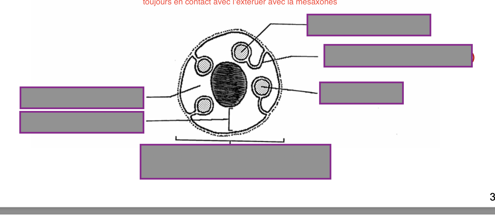 <p>Nomme les différentes parties d’une fibre amyélinique : </p>