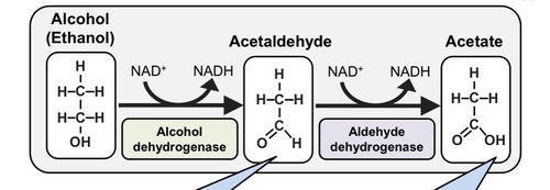 <p>Alcohol metabolism</p><ol><li><p>Where in the body is alcohol metabolism carried out? 90% of alcohol metabolism takes place in the liver whilst the rest is excreted passively in urine and on the breath.</p></li><li><p>Give the enzymes involved in alcohol metabolism Alcohol dehydrogenase and aldehyde dehydrogenase</p></li><li><p>Recommended alcohol limits for both mean and women For both men and women its recommended that a maximum of 14 units should be consumed per week and spread out over at least 3 days.</p></li><li><p>Give the rate of alcohol metabolism One unit of alcohol (8g) is eliminated at a rate of 7g per hour</p></li></ol>