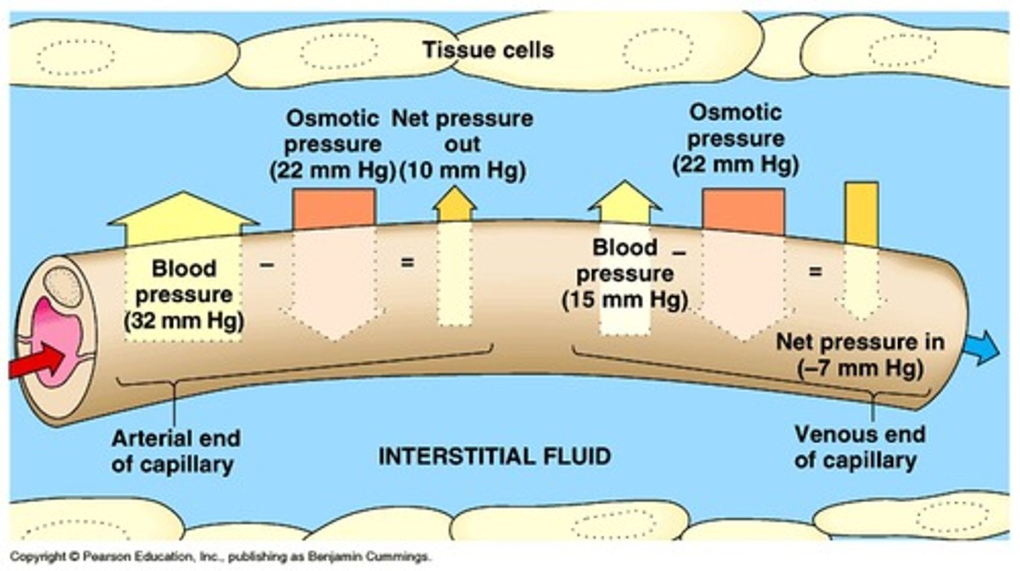 <p>Plasma contains fibrinogen; serum does not.</p>