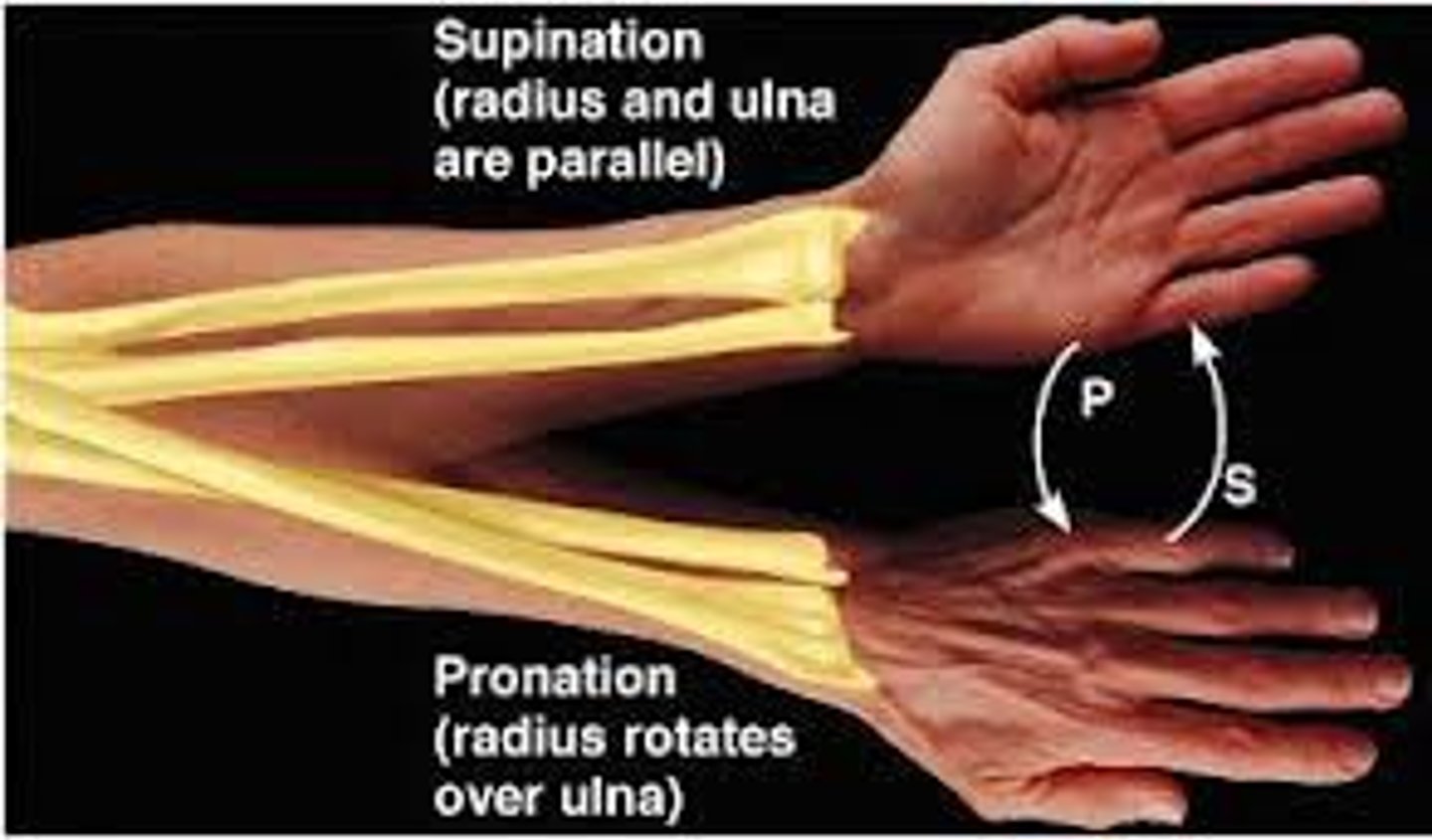 <p>Radius rotates over Ulna</p>