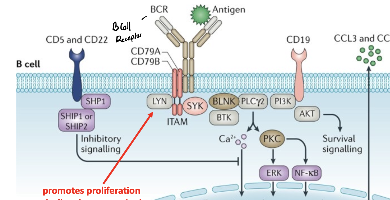 <p>initiates a signaling pathway that leads to proliferation and survival (cell cycle progression)</p>