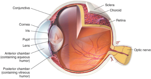 <p><em>refractive </em>structure of the eye, lying between the iris and the vitreous humor</p>